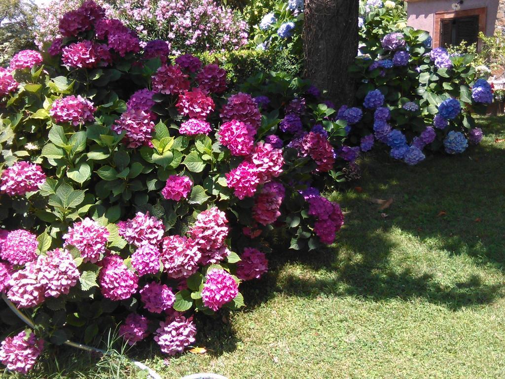 B&B Vigna Rosa Trevignano Romano Zewnętrze zdjęcie